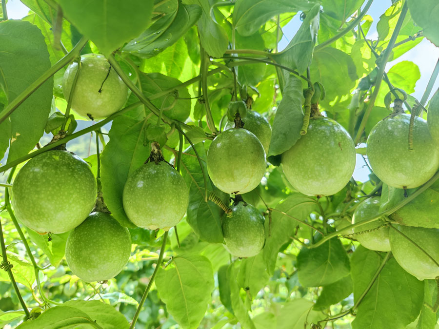 邊關靖西百香果“甜蜜”上市