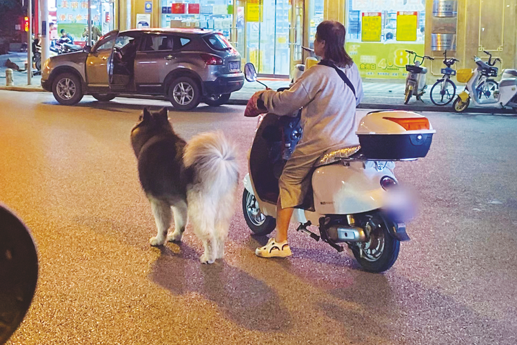 注意！南寧市區禁養羅威納犬等33種犬部分小區加大管理力度，提醒飼養人文明養犬