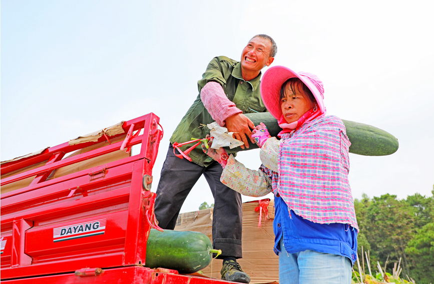 廣西靈川：喜看稻菽千重浪 瓜果飄香豐收忙