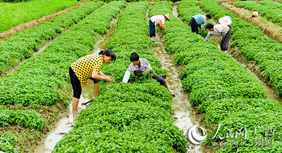 廣西欽州：小仙草成大産業 減稅助企業幫農民