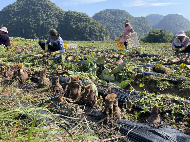 廣西荔浦：小芋頭延長産業鏈 成就富民強市大産業_fororder_圖片2