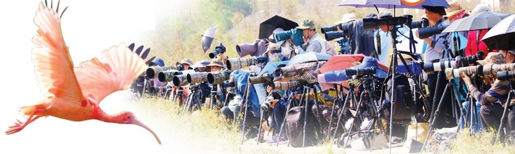 美洲紅鹮現身南寧引來大批各地“鳥友”