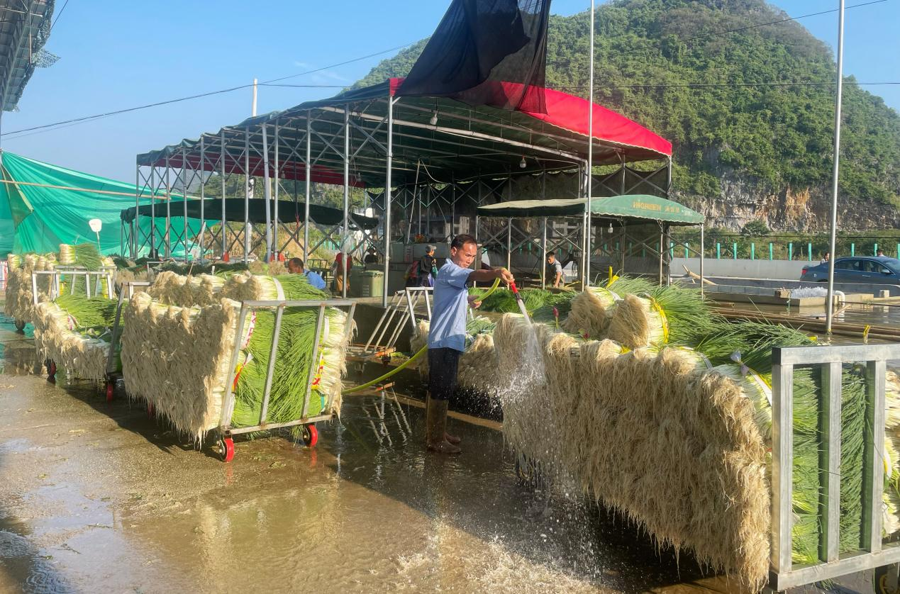 柳州市柳江區：特色産業遍地開花 拓寬村民致富路_fororder_圖片2