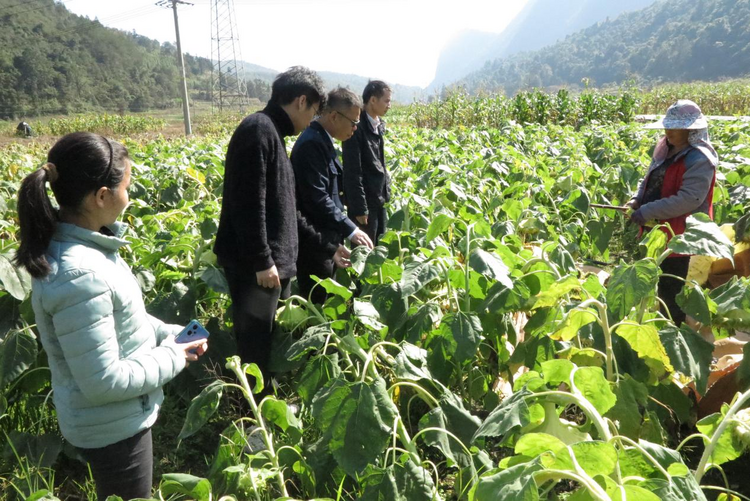 廣西環江：油葵喜豐收 村民笑開顏_fororder_圖片3