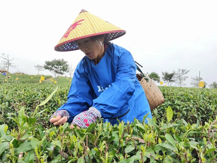 圖片默認標題_fororder_茶農正在採茶 梁悅攝