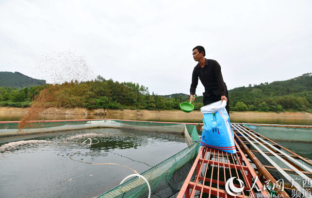 柳州融安：劉文香的養魚脫貧路