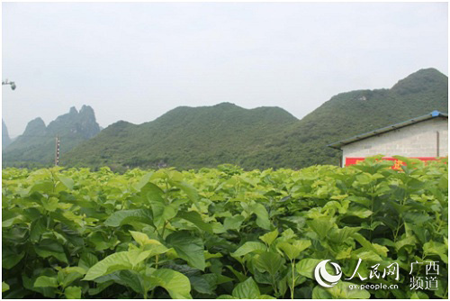 廣西：氣象為農服務帶來農事新氣象