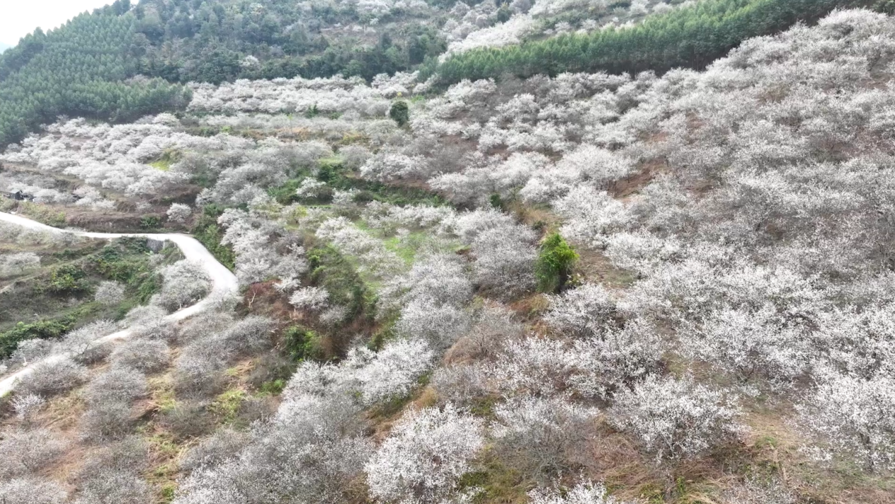 廣西大新：萬畝青梅花開 南方“雪景”大片上線_fororder_圖片1