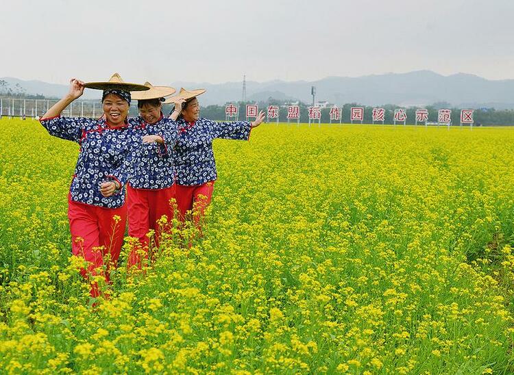 油菜花盛放迎客來 花海中騎行春意濃 中國—東盟稻作文化園美景吸引遊客前來打卡