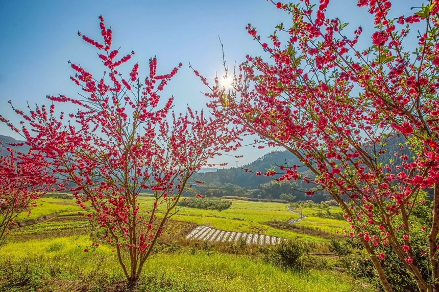 廣西西林：映日桃花別樣紅