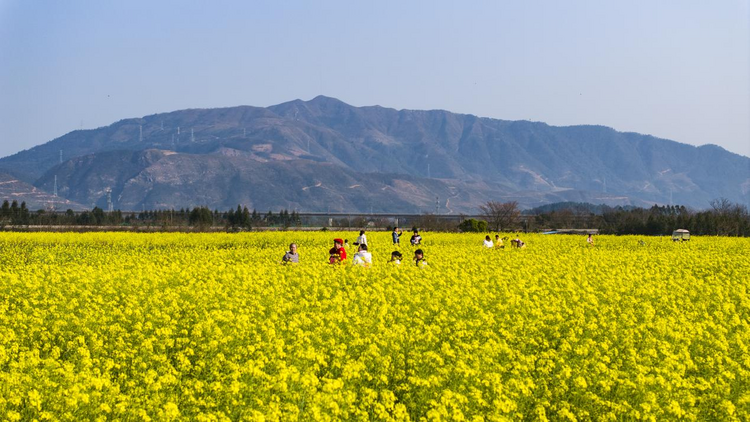 桂林靈川：千畝油菜花開出春日好風光_fororder_圖片2