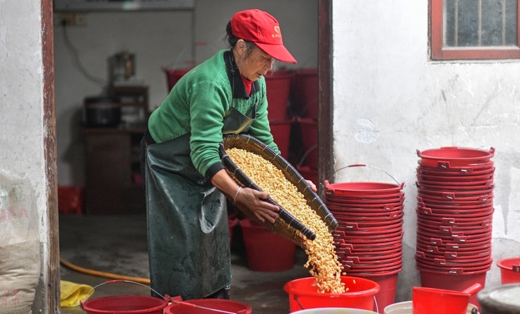 桂林市疊彩區：豆腐飄香年味濃_fororder_將泡好的黃豆洗好後準備磨碎成漿_副本