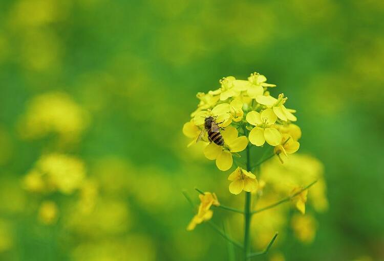 油菜花盛放迎客來 花海中騎行春意濃 中國—東盟稻作文化園美景吸引遊客前來打卡