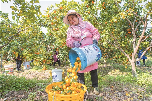 火出圈，中國“果盤子”裏的廣西故事