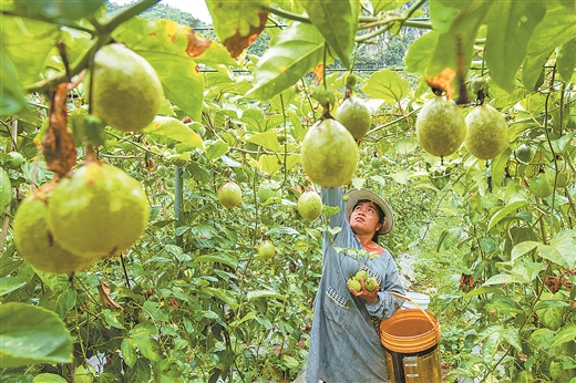 欽蜜9號：育好一株種苗 激活一項産業