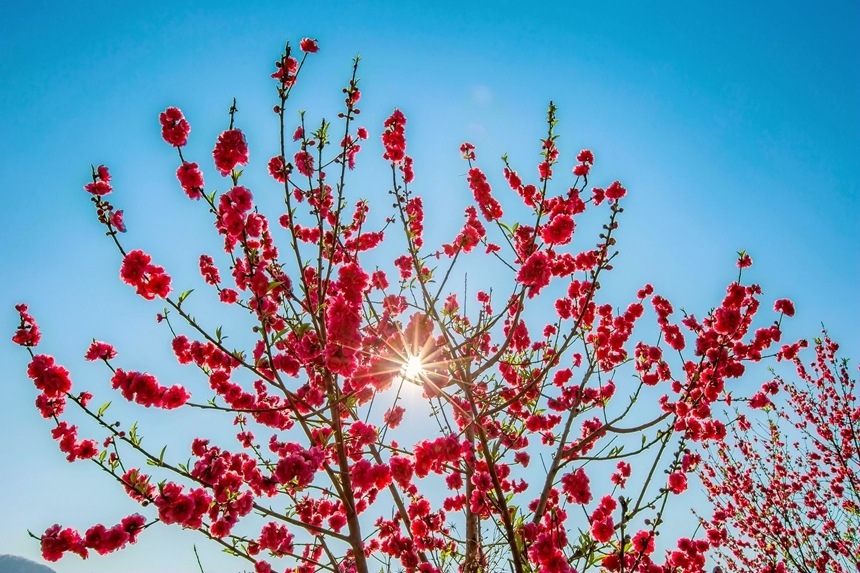 廣西西林：映日桃花別樣紅