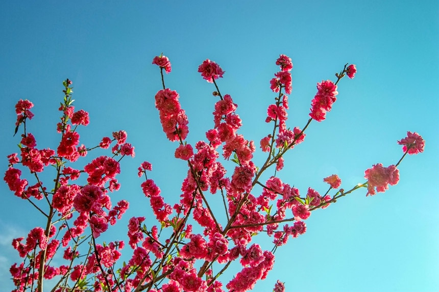 廣西西林：映日桃花別樣紅