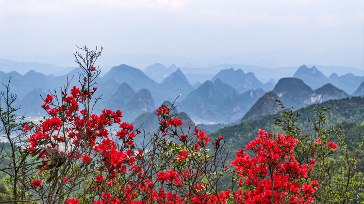 廣西桂林：春日堯山開出一片杜鵑花紅_fororder_圖片2