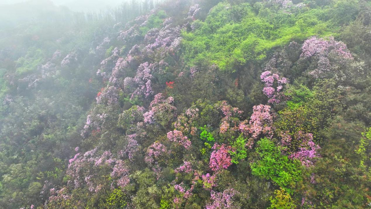 廣西桂林：春日堯山開出一片杜鵑花紅_fororder_圖片5