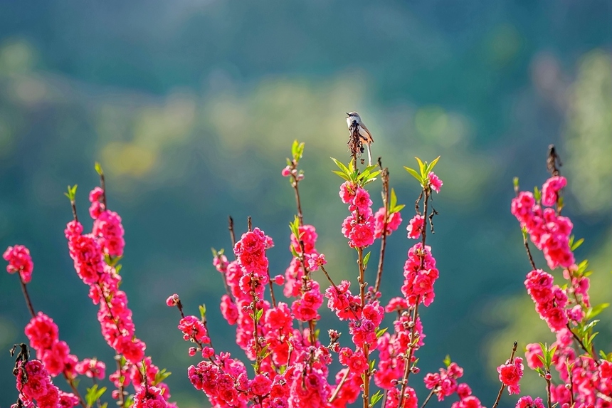 廣西西林：映日桃花別樣紅