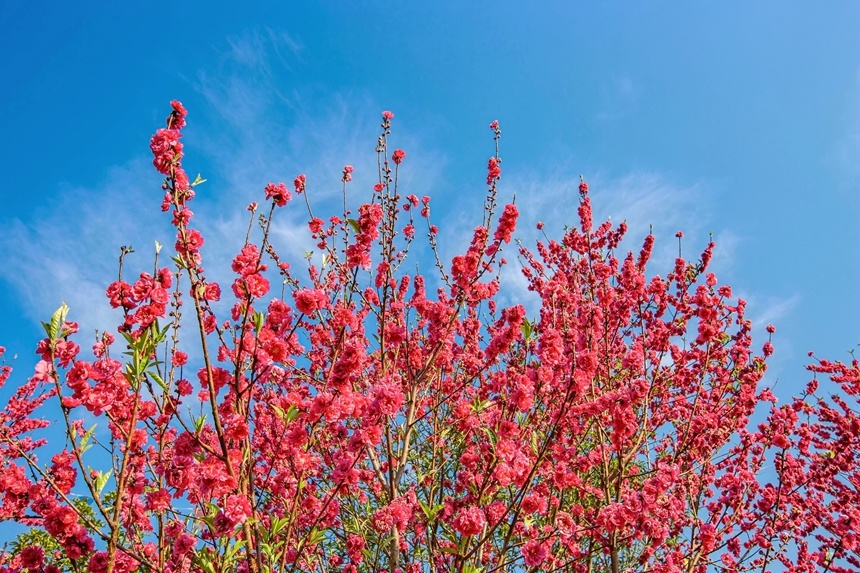 廣西西林：映日桃花別樣紅