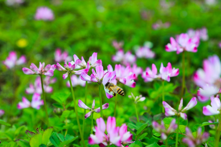 桂林靈川：千畝紫雲英花開成海引客來_fororder_圖片12