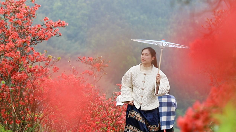 廣西靈川：杜鵑花開映山紅_fororder_圖片5