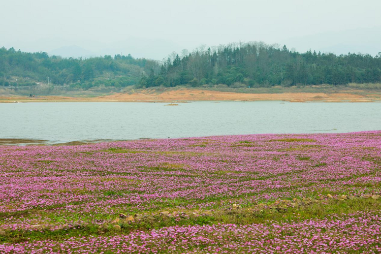 桂林靈川：千畝紫雲英花開成海引客來_fororder_圖片8