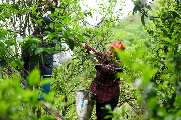 廣西龍勝：穀雨時節  古茶樹園裏採茶忙_fororder_4月19日，在廣西桂林市龍勝各族自治縣江底鄉江底村，茶農在茶園裏採摘穀雨茶。 (4).JPG