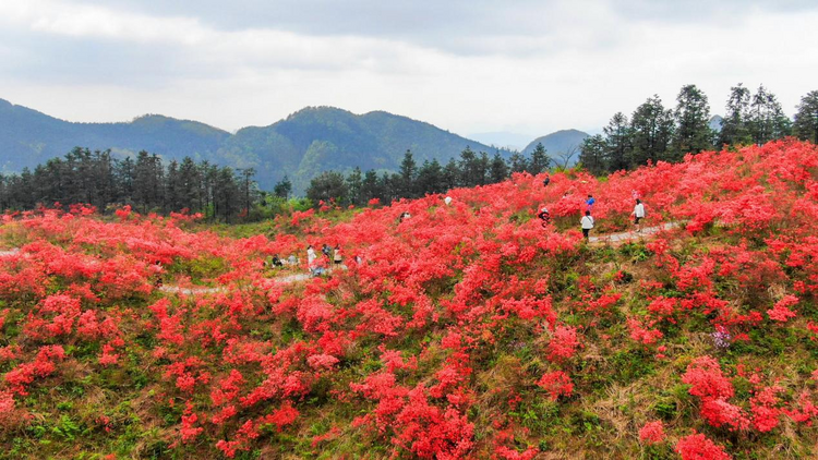 廣西靈川：杜鵑花開映山紅_fororder_圖片1