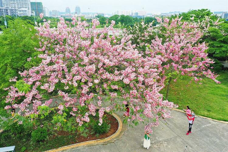 南寧：絨果決明花盛開 春天畫卷添新彩