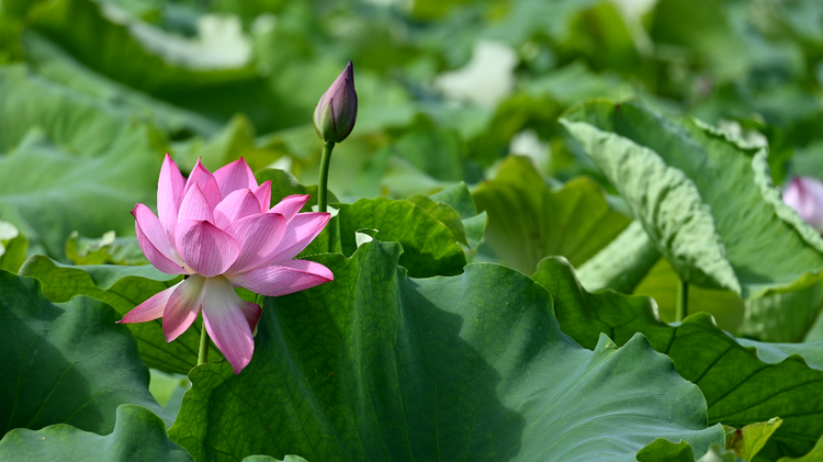 桂林靈川：荷花盛開 夏意滿塘_fororder_圖片5