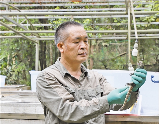 探訪全球最大鱷蜥人工繁育基地 古生物在廣西獲新生