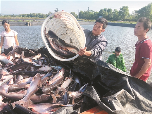 東興龍頭企業帶動現代海洋漁業騰飛