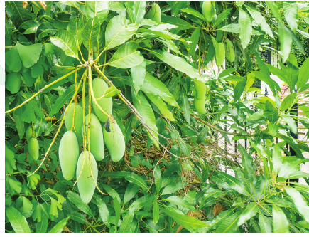 綠城變“果“城 盛夏好 “甜蜜”