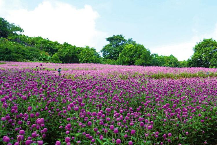 廣西實施“景區煥新”工程行動 南寧青秀山等將打造世界級旅遊景區