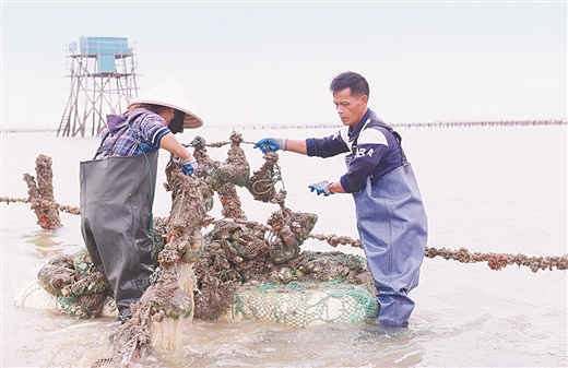 珠農海耕