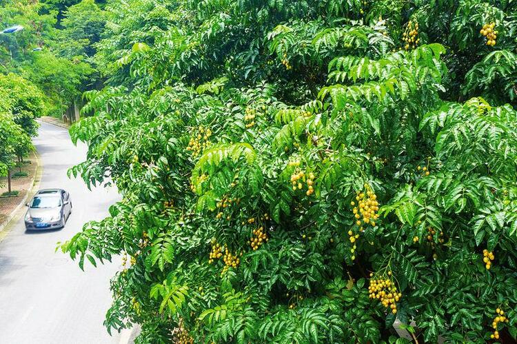 綠城變“果“城 盛夏好 “甜蜜”