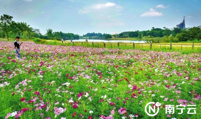 在綻放繁花中邂逅南寧秋日