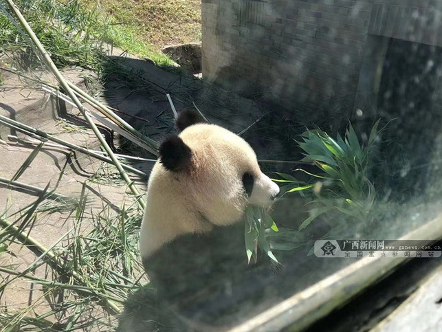 國家林草局熊貓中心將贈予廣西首對大熊貓