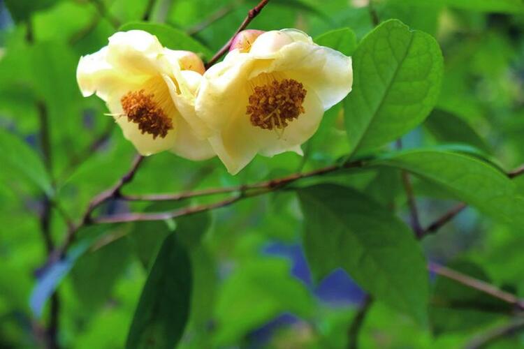 南寧五大公園推出“公園20分鐘效應”體驗套餐 青草綠樹鳥語花香 靜享“浮生半日閒”