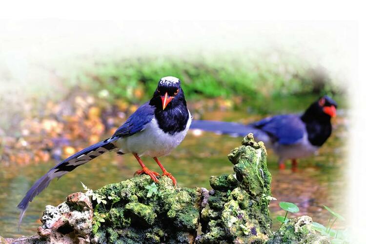 南寧五大公園推出“公園20分鐘效應”體驗套餐 青草綠樹鳥語花香 靜享“浮生半日閒”