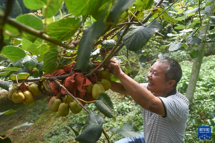 廣西南丹：獼猴桃種植助增收