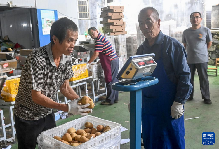 廣西南丹：獼猴桃種植助增收