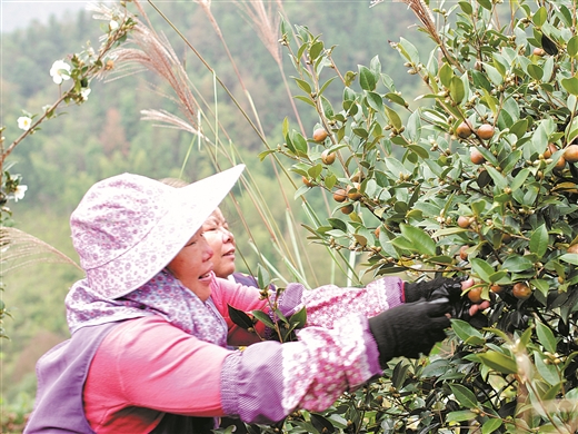 油茶籽生“金”