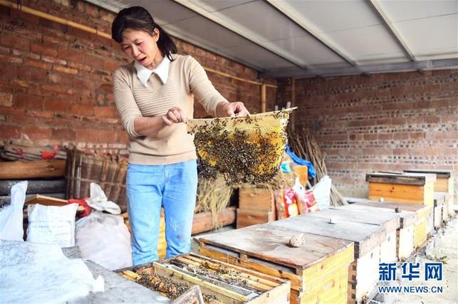 葉德華：養蜂助脫貧