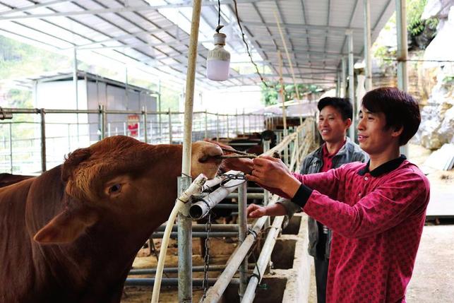 榜樣之光照亮脫貧之路 ——記南寧馬山縣加方鄉民治村致富帶頭人周振業