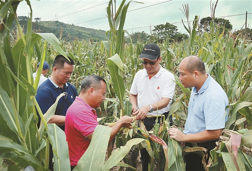 密切監測 科學預警 統防統治 防災減損   ——廣西抓好草地貪夜蛾防控工作紀實