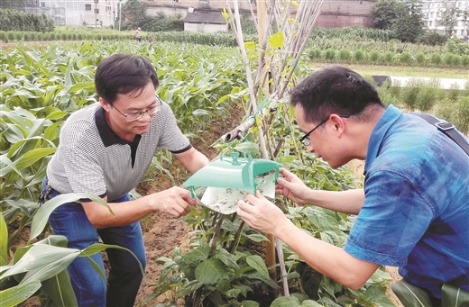 密切監測 科學預警 統防統治 防災減損   ——廣西抓好草地貪夜蛾防控工作紀實