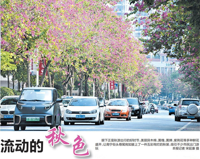 南寧街頭鮮花盛開成為市民賞秋"網紅"打卡地